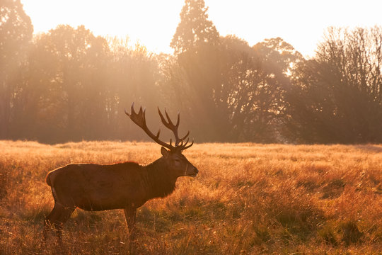 Red Deer In Richmond Park, London