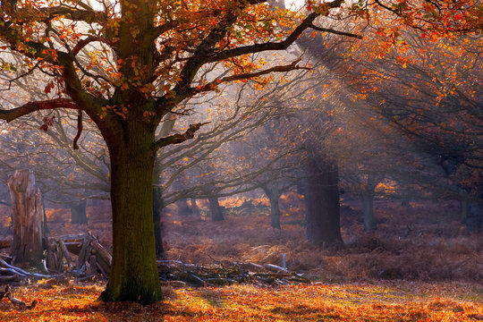 Fototapeta Rays of sunlight pouring through woods in Richmond Park, London