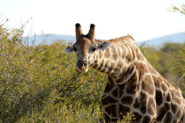 Giraffe kauend im Etosha Nationalpark © Tanja Wilbertz