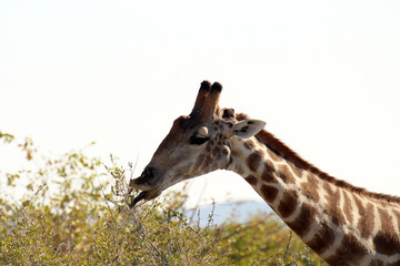 Giraffe züngelt nach Sträuchern