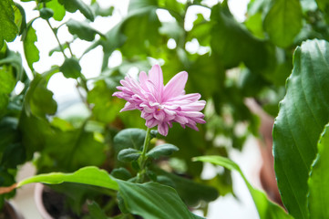 Fototapeta premium Green pot flowers on a windowsill. Home gardening concept.