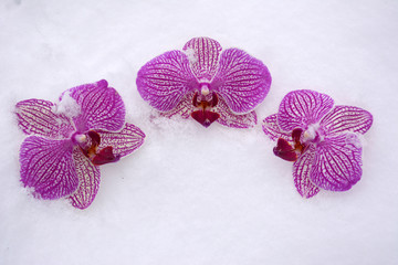 three purple orchid flower in the snow, texture, background, card