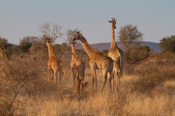 Fototapeta na wymiar Giraffe, Madikwe Game Reserve