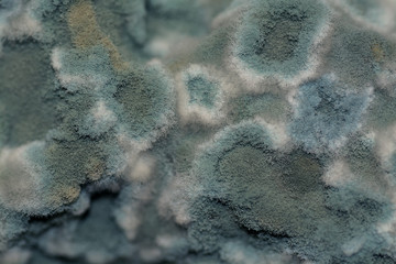 Fungus appeared on spoiled food