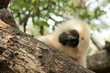 Black face monkey 