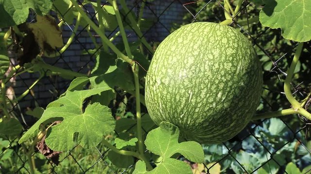 Green pumpkin hanging on a branch with leaves