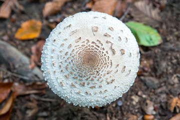 High angle close-up of a parasol mushroom (Macrolepiota procera or Lepiota procera) with autumn leaves and soil on the ground.