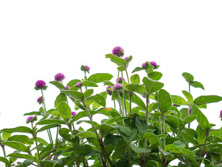 Gomphrena globosa flower