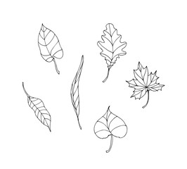 Set of hand drawn vector tree leaves. Line illustration. Isolated on white background. Easy to colorize.