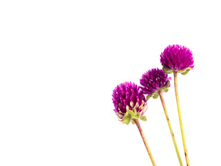 Gomphrena globosa  flower in white background