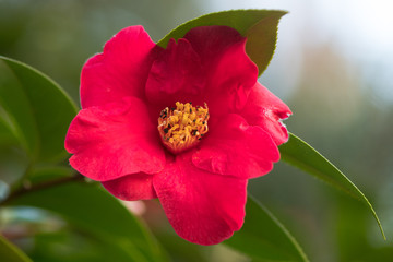 Naklejka premium Camellia japonica dark pink flower with yellow stamens. Single flower with regular petals, with prominent display of stamens and pistils. Flowering in Bute Park, Cardiff