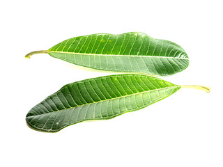 reen leaf on a white