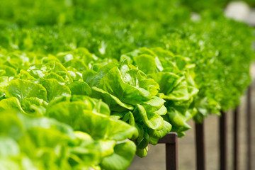 fresh vegetablein indoor farm by hydroponic method