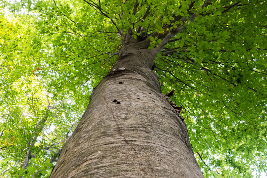 Low angle view of a tall Oriental beech (Fagus orientalis) tree against the sky.