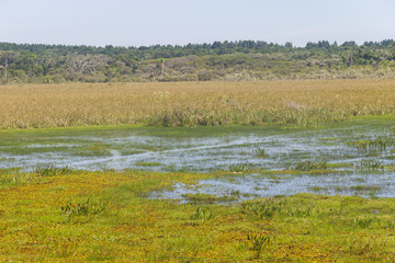 Swamp at Lagoa do Peixe lake