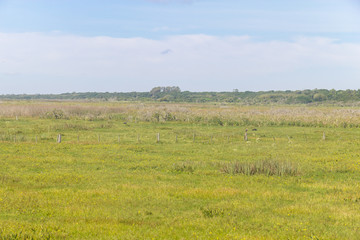 Swamp at Lagoa do Peixe lake