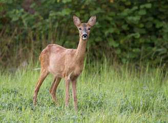 Fototapeta premium Roe deer (Capreolus capreolus)