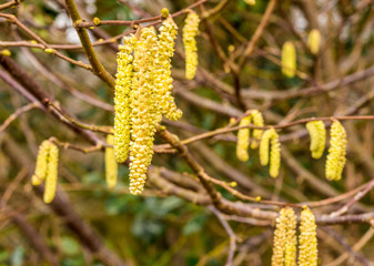 Catkins showing the first signs of springtime at Lyme park, Disley, Cheshire, Uk