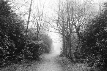 English woodland on a foggy misty morning