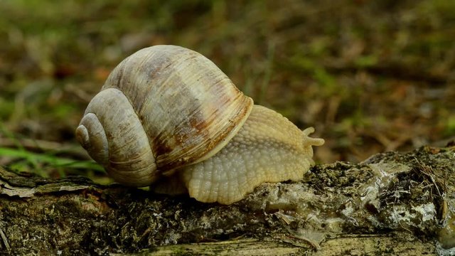 Snail. Slow movement
