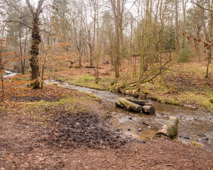 Winter walk through woods at Lyme Park, Disley, Cheshire, UK