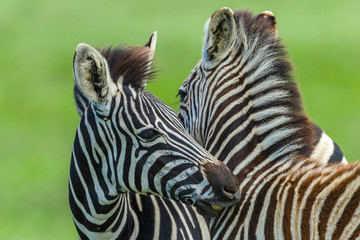  Zebra Calf's Necking Affections Animals Wildlife
