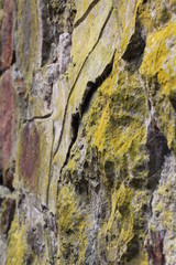 old wall covered with moss