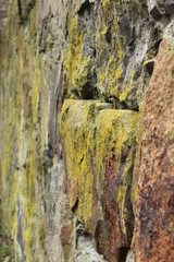 old wall covered with moss