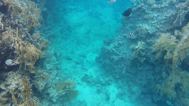 Fish swimming around a reef. Video in a slowed fourfold. Slow motion