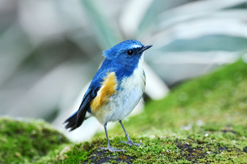 ルリビタキの雄