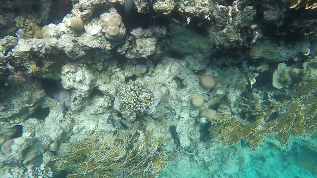A flock of fish floating among the reefs. Video in a slowed fourfold