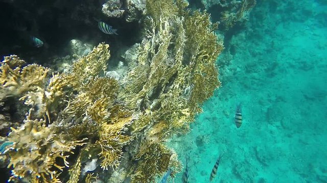 Fish and coral of the Red Sea. Video in a slowed fourfold