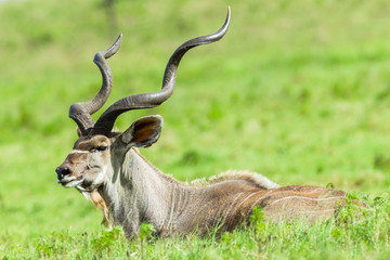 Buck Kudu Head Horns Wildlife Animals