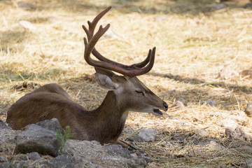 Naklejka na ściany i meble Image of a deer relax on nature background. wild animals.