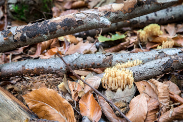   Save Download Preview Close-up of orange mushrooms Yellow Stagshorn (Calocera viscosa) surrounded by rotten wood and autumn leaves.