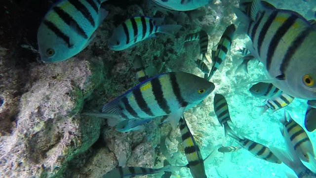 A flock of fish hiding under a pontoon. Video in a slowed fourfold