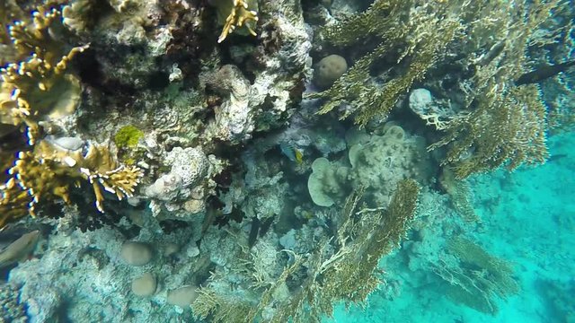 Fish swim among the coral reefs. Video in a slowed fourfold