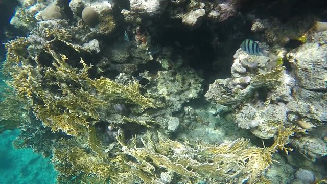 Colorful fish swim among coral. Video in a slowed fourfold