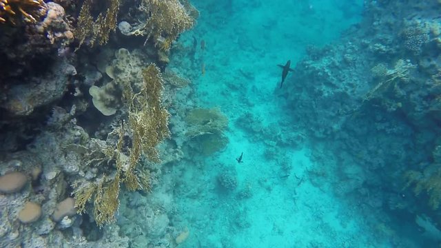 Fish floating on the sea bottom. Video in a slowed fourfold. Slow motion