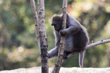 Image of a monkey on the tree on nature background. Wild animals.