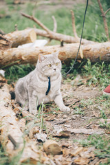 Adorable little baby scottish straight cat having a stroll outdoors wearing a cats breast-band (collar)