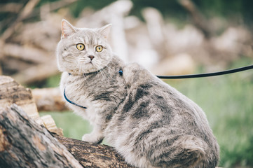 Obraz premium Adorable little baby scottish straight cat having a stroll outdoors wearing a cats breast-band (collar)