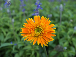 Yellow Gerbera Flower