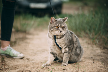 Naklejka na ściany i meble Adorable little baby scottish straight cat having a stroll outdoors wearing a cats breast-band (collar)