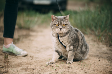 Adorable little baby scottish straight cat having a stroll outdoors wearing a cats breast-band (collar)