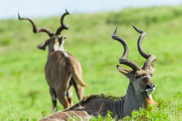Naklejka na ściany i meble Buck Kudu Head Horns Wildlife Animals