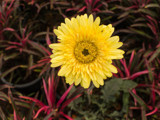 Yellow Gerbera Flower  in Red Leaf