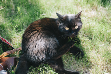cute little black cat lying and playing on the green grass