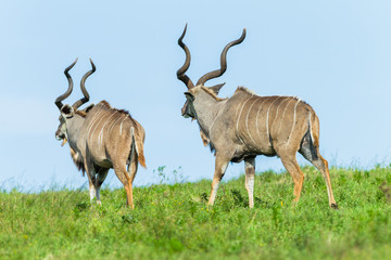 Buck Kudu Wildlife Animal Walking Grassland