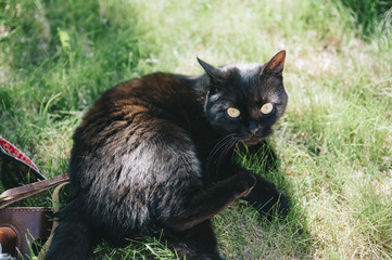 cute little black cat lying and playing on the green grass